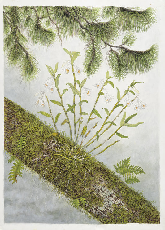 Dendrobium longicornu, Size A1, Limited edition print
