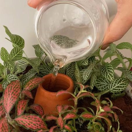 DHARAK & SHANKHU Terracotta Plant Bowl with Hydrating Capsule