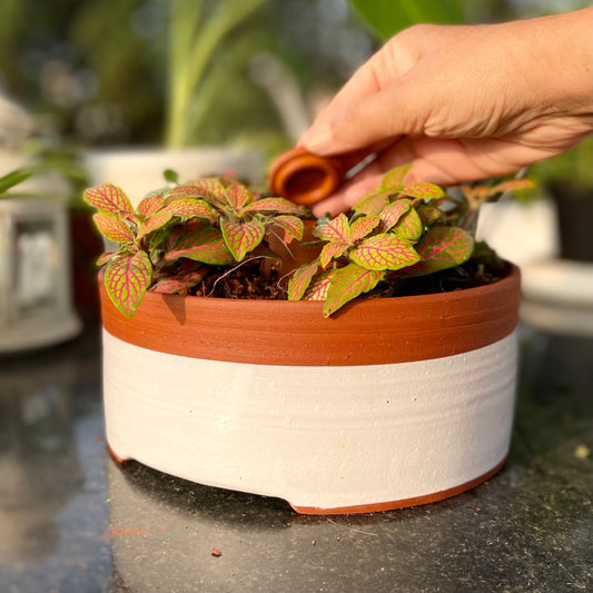 DHARAK & SHANKHU Terracotta Plant Bowl with Hydrating Capsule