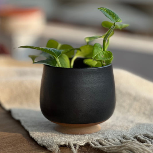 Handcrafted Tulip-Shaped Ceramic Vase with Charcoal Glaze The Foraging Garden