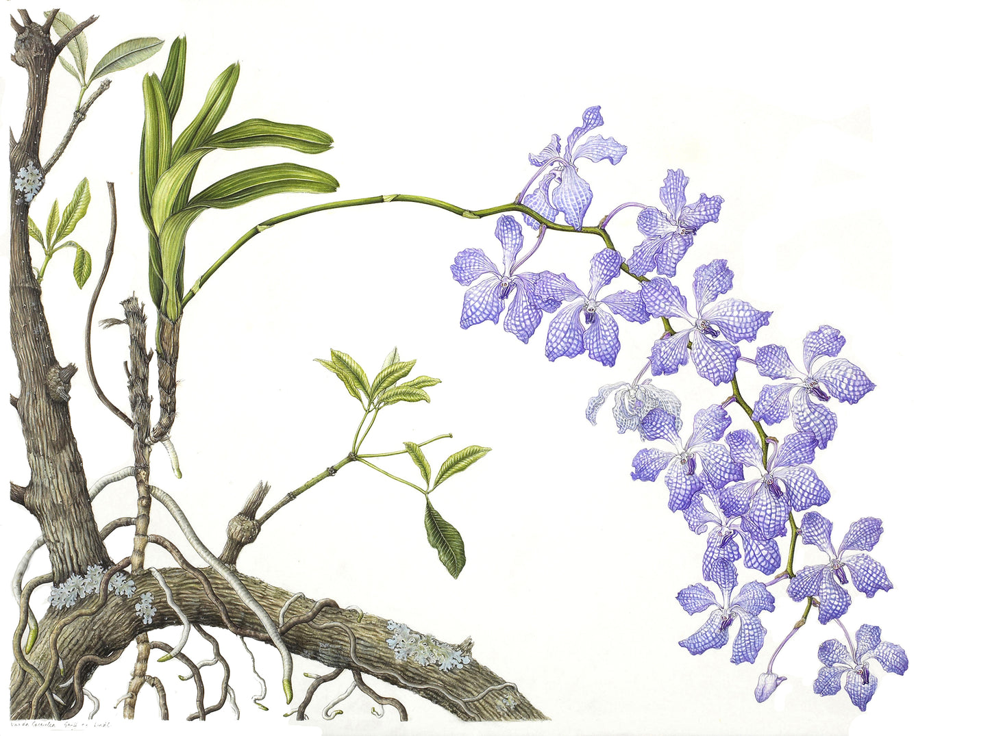 Vanda coerulea, Size A1 , Giclee Limited edition print