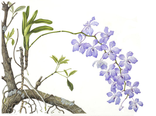 Vanda coerulea, Size A1 , Giclee Limited edition print