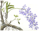 Vanda coerulea, Size A1 , Giclee Limited edition print