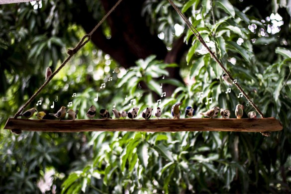 Bird hanging – Big