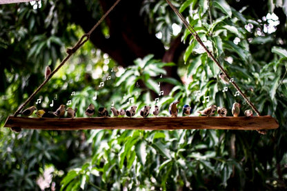 Bird hanging – Big